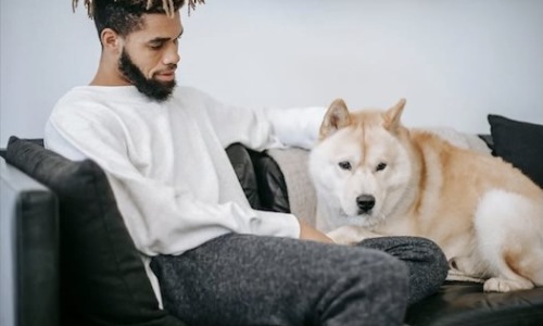 dog friendly apartment complexes - dog friendly apartment complexes dog friendly apartment complexes - dog friendly apartment complexes