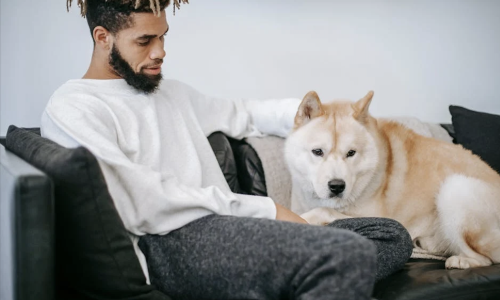 dog friendly apartment complexes - dog friendly apartment complexes