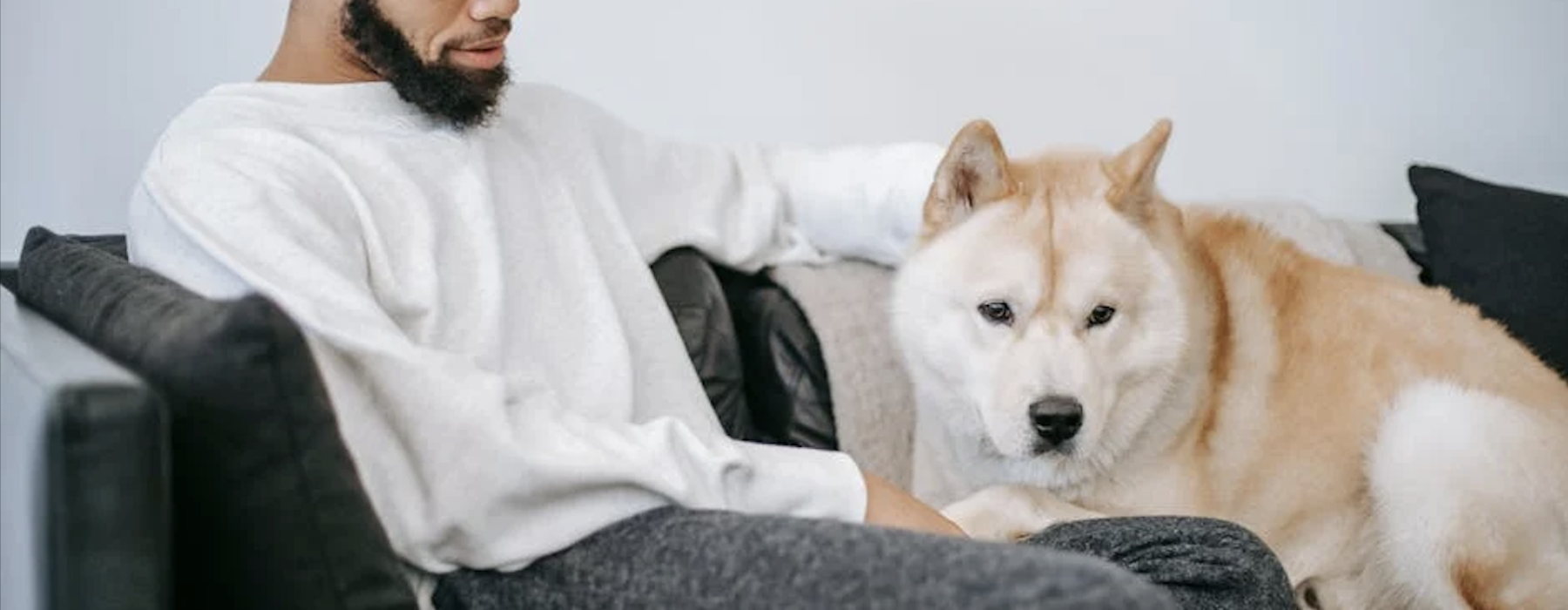 dog friendly apartment complexes - dog friendly apartment complexes