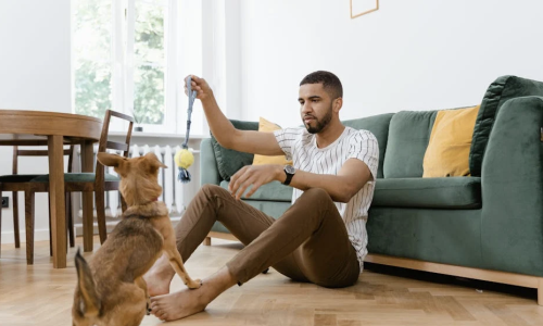 pet-friendly apartments - pet-friendly apartments