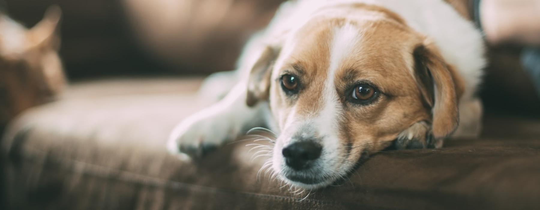dog friendly apartment rental with happy dog and owner - apartments for rent dog friendly