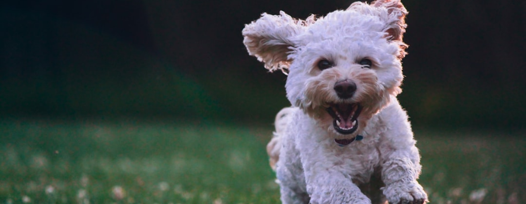 apartments with dog wash - Apartments with dog wash