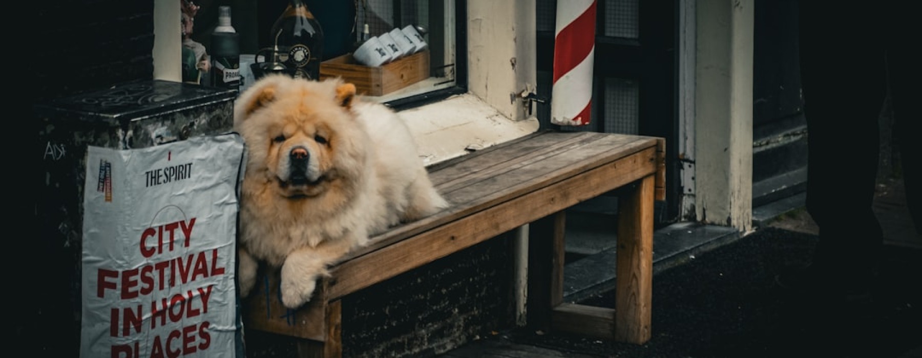 pet friendly places for rent