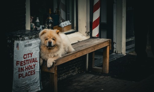 pet friendly places for rent